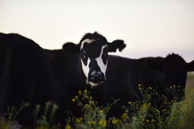 Portrait of cows on field