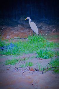 Bird perching on stone wall