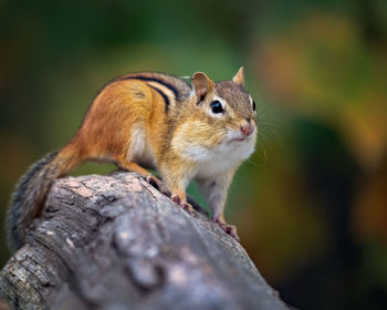 Close-up of squirrel