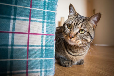 Portrait of cat sitting at home