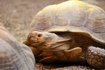 Close-up of tortoise