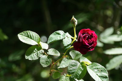 Close-up of rose plant