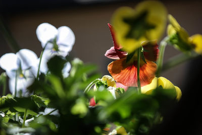 Close-up of flowers blooming outdoors