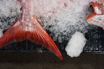 Close-up of ice cream