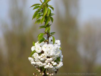 Close-up of white flowering plant