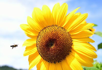 Close-up of bee on sunflower