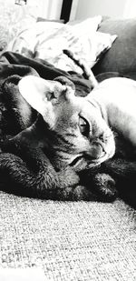 Close-up of dog sleeping on bed