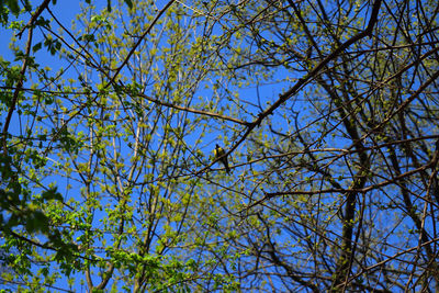 Low angle view of trees against blue sky