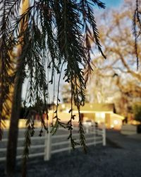 Close-up of branch against sky