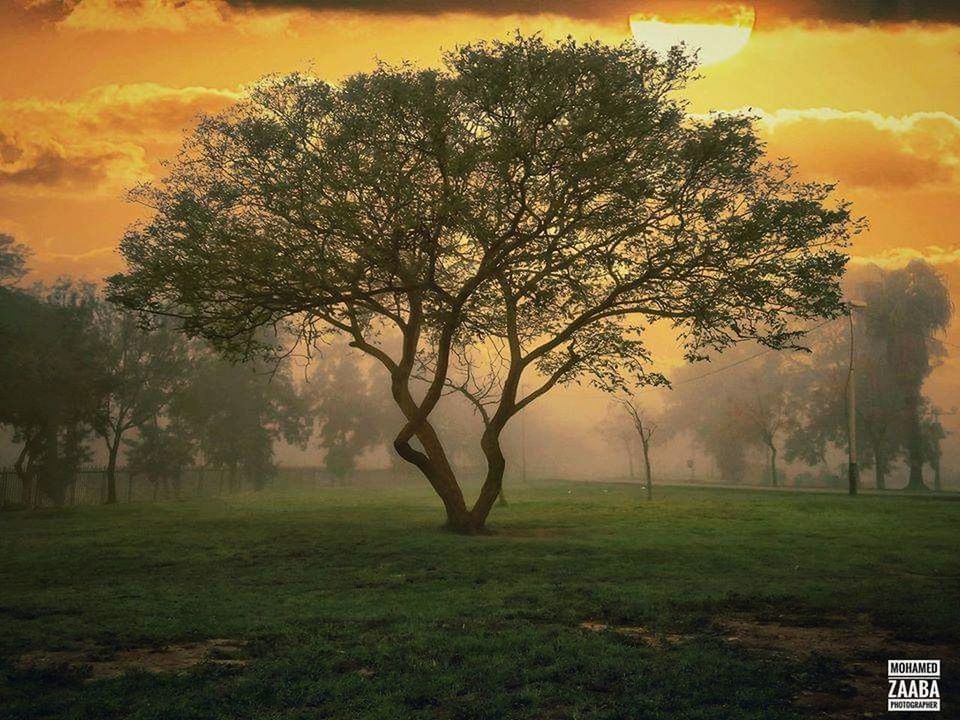 TREES ON FIELD DURING SUNSET