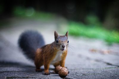 Close-up of a squirrel