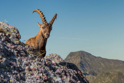 High angle view of deer on mountain