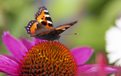 Colorful butterfly landing on pink flower in macro