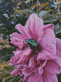 Close-up of insect on pink flower