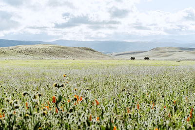 Scenic view of grassy field against cloudy sky