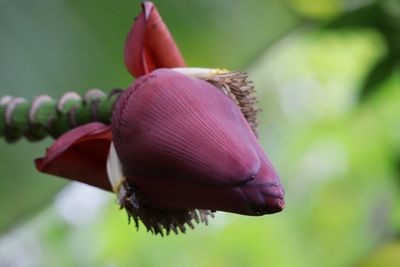 Close-up of plant