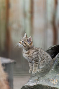 Close-up of cat