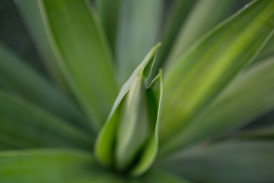 Close up of plant