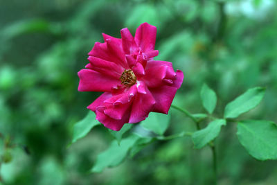 Close-up of red flower blooming in park