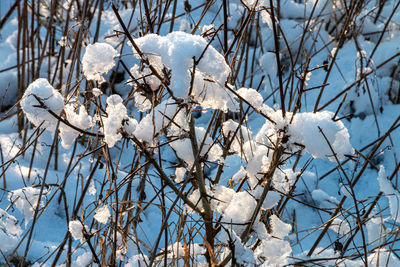 Close-up of snow covered bare trees