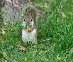 Squirrel on a field