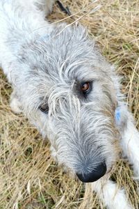 Close-up portrait of dog