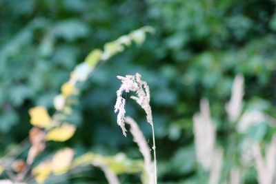 Close-up of white flowering plant