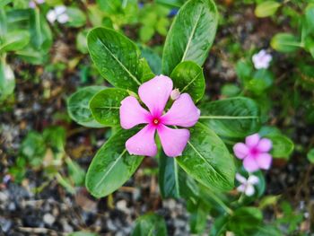 Close-up of pink flowering plant