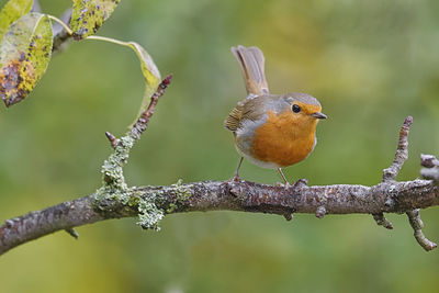 Close-up of bird perching on branch