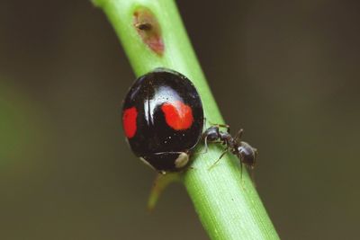 Close-up of ladybug on leaf