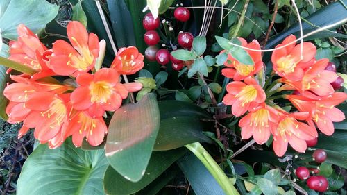 Close-up of flowers and leaves
