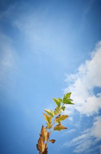 Low angle view of tree against blue sky