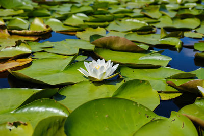 Close-up of lotus water lily in pond