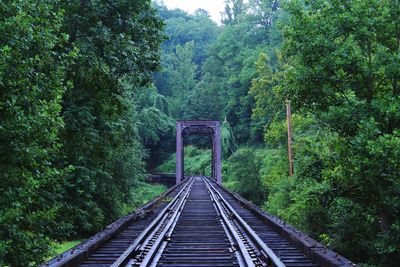 Railroad tracks amidst trees in forest