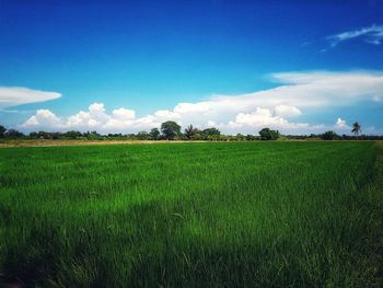 Scenic view of agricultural field against blue sky