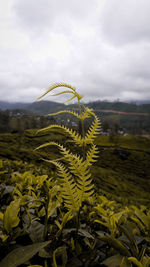 Plants growing on field against sky