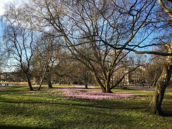 View of flowering trees in park