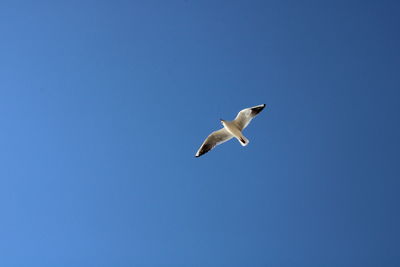 Low angle view of seagull flying in sky