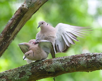 Low angle view of birds perching on tree