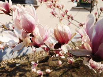 Close-up of pink magnolia