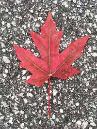 Close-up of red maple leaf
