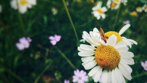 Grasshopper on daisy
