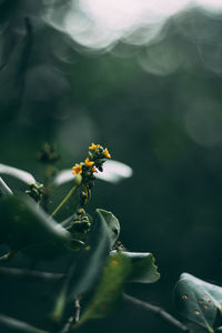 Close-up of insect on flower