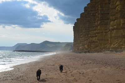 Dog on beach against sky