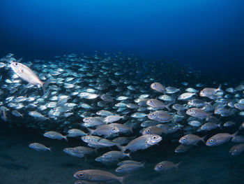 Fish swarm swimming in sea