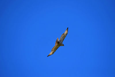 Low angle view of hawk flying