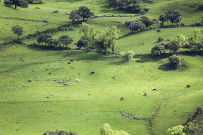 High angle view of sheep grazing on landscape