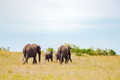 Elephants on field against sky