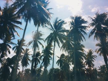 Low angle view of palm trees against sky