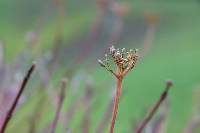 Close-up of plant against blurred background